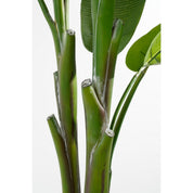 Heliconia  Plant