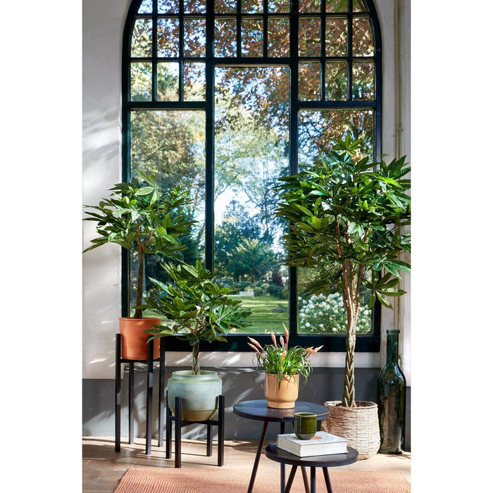 Pachira-plant - Middelgroot