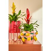 Pink Capri Lemon Plant Pot