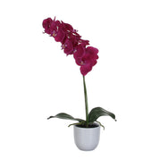 Pink orchid in a white pot on a white background