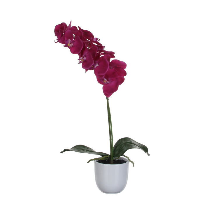 Pink orchid in a white pot on a white background