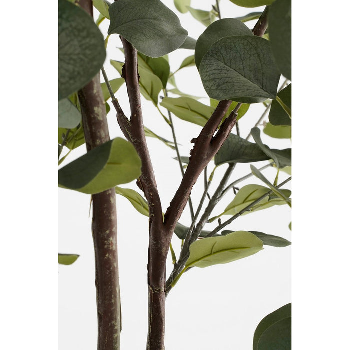 Eucalyptusboom - Groot