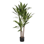 Dracaena Plant