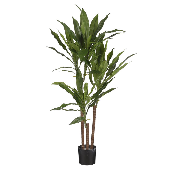 Dracaena-plant