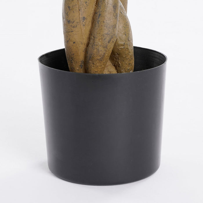 Pachira-plant - Middelgroot