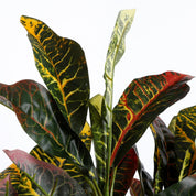 Croton Artificial Plant in Flower Pot Stan - H73 x Ø40 cm - Variegated