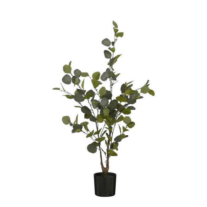 Eucalyptusplant