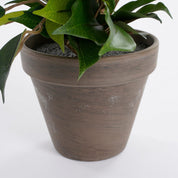 Ficus Natasja Artificial Plant in Stan Flower Pot - H40 x Ø30 cm - Green