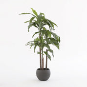 Dracaena Plant