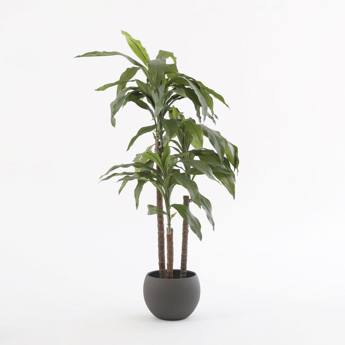 Dracaena-plant