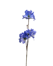 blue Delphinium branch