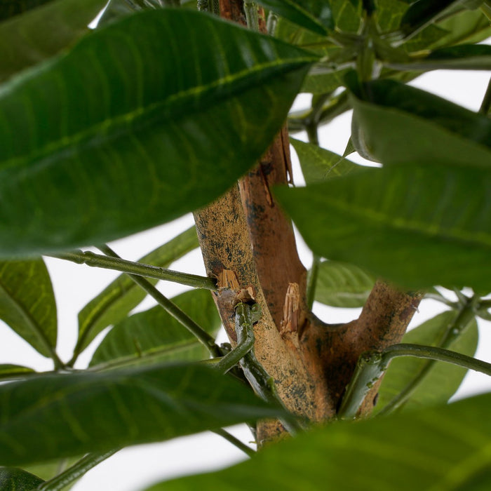 Pachira-plant - Middelgroot