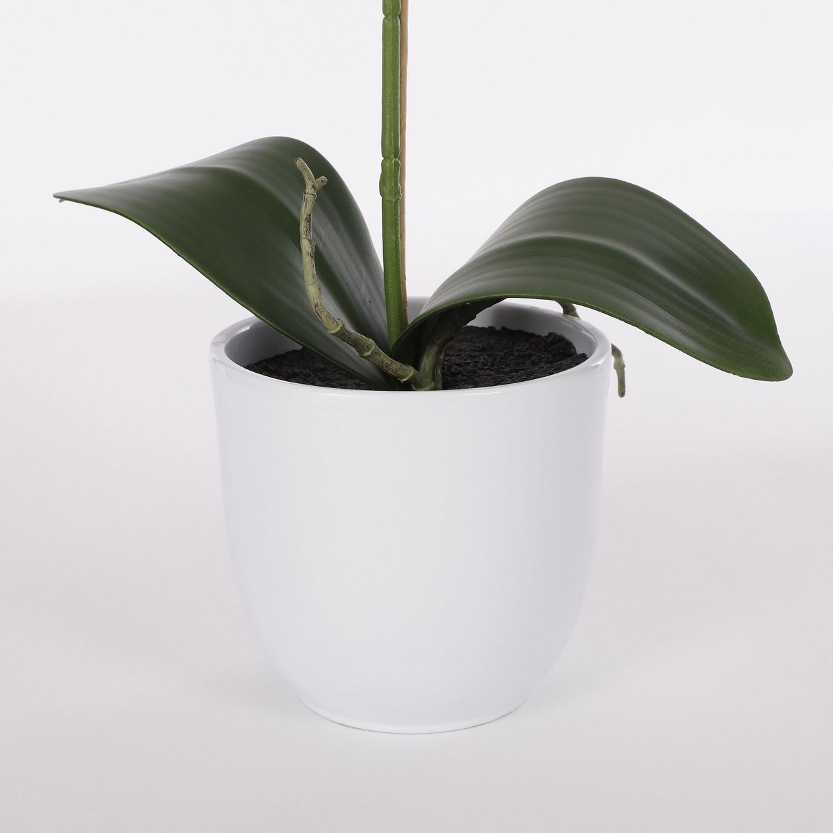 Potted plant with large green leaves on a white background