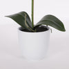 Potted plant with large green leaves on a white background
