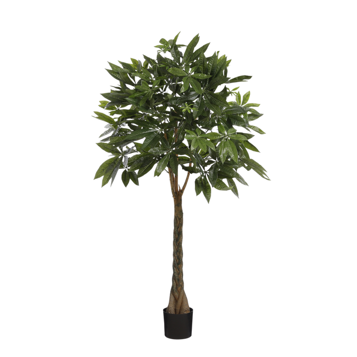 Pachira-plant - Middelgroot