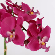 Close-up of vibrant pink orchids on a light gray background