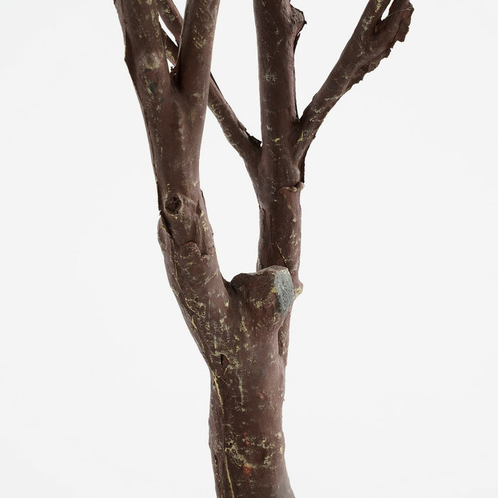 Eucalyptusboom - Groot