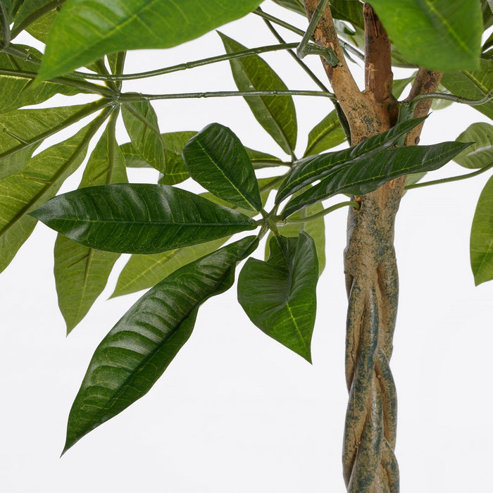 Pachira-plant - Middelgroot