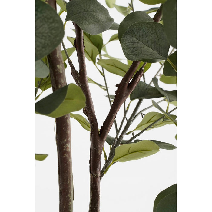 Eucalyptusplant