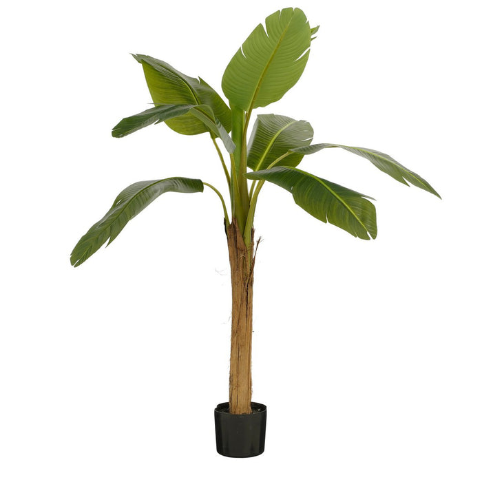 Bliss Bananenboom