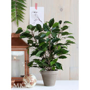 Ficus Natasja Artificial Plant in Stan Flower Pot - H40 x Ø30 cm - Green