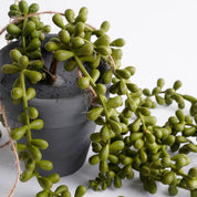 Senecio Artificial Hanging Plant - H56 x Ø9 cm - Green