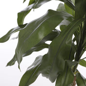 Dracaena Plant