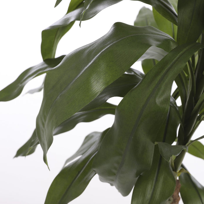 Dracaena-plant