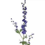 Flower mini Delphinium - Dark Purple