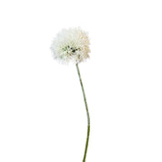 Single white dandelion flower on a white background