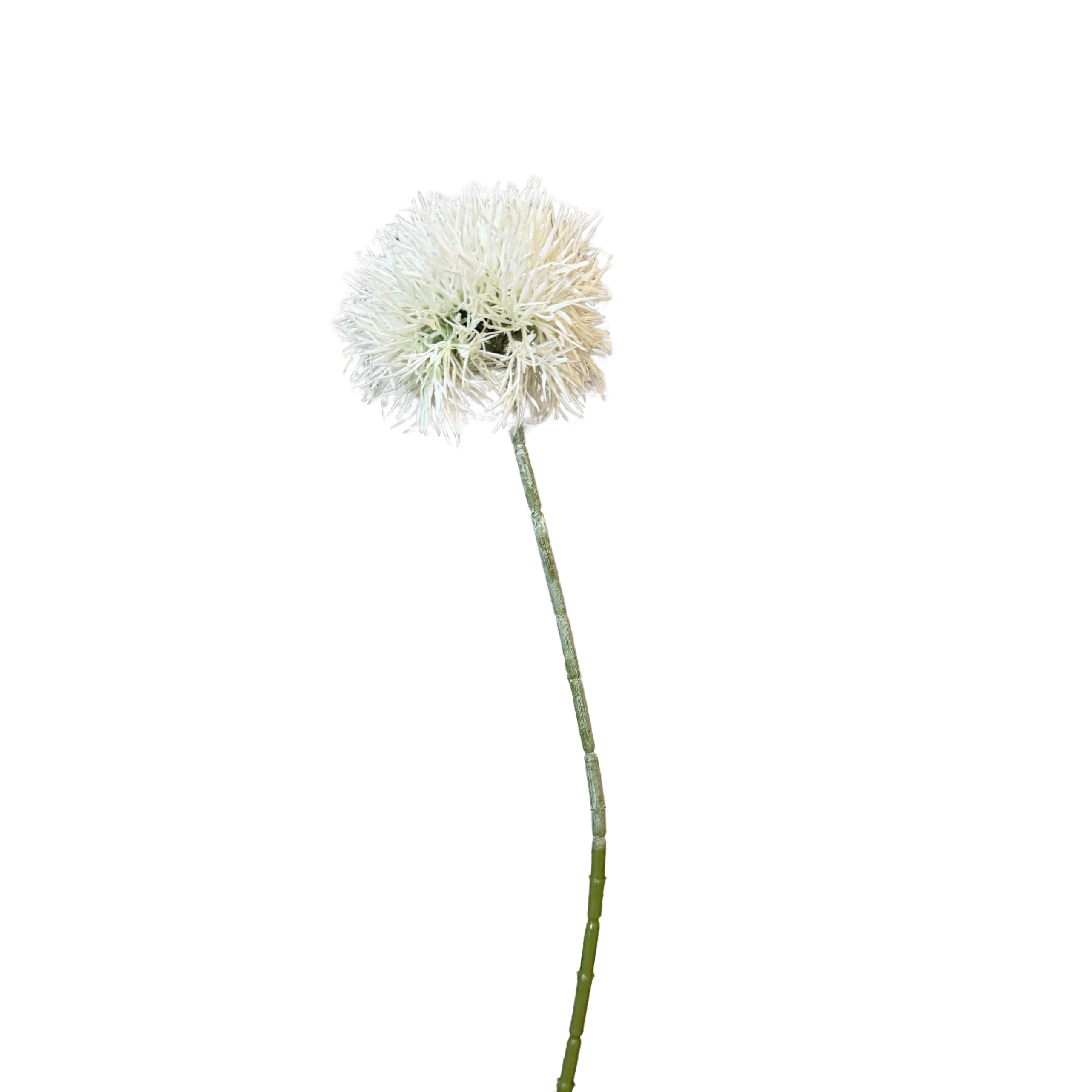 Single white dandelion flower on a white background