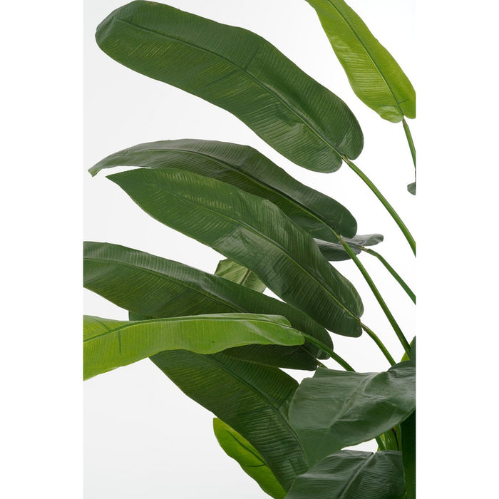 Heliconia  Plant