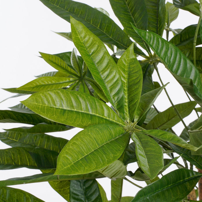Pachira Plant - Groot