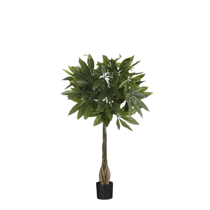 Pachira Plant - Klein