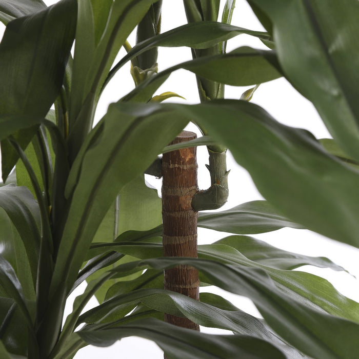 Dracaena-plant