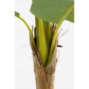 Bliss Banana Tree