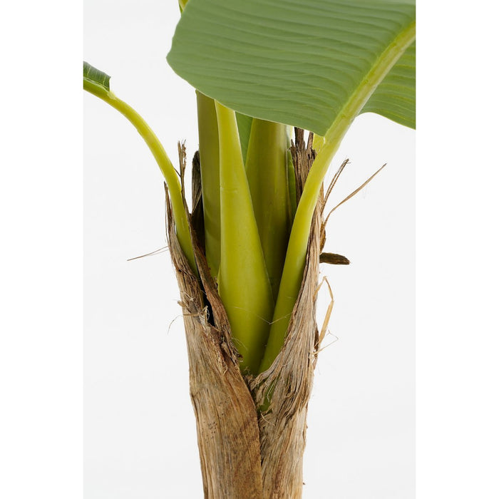 Bliss Bananenboom