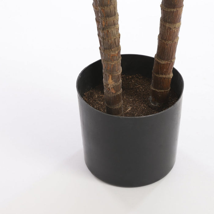 Dracaena-plant