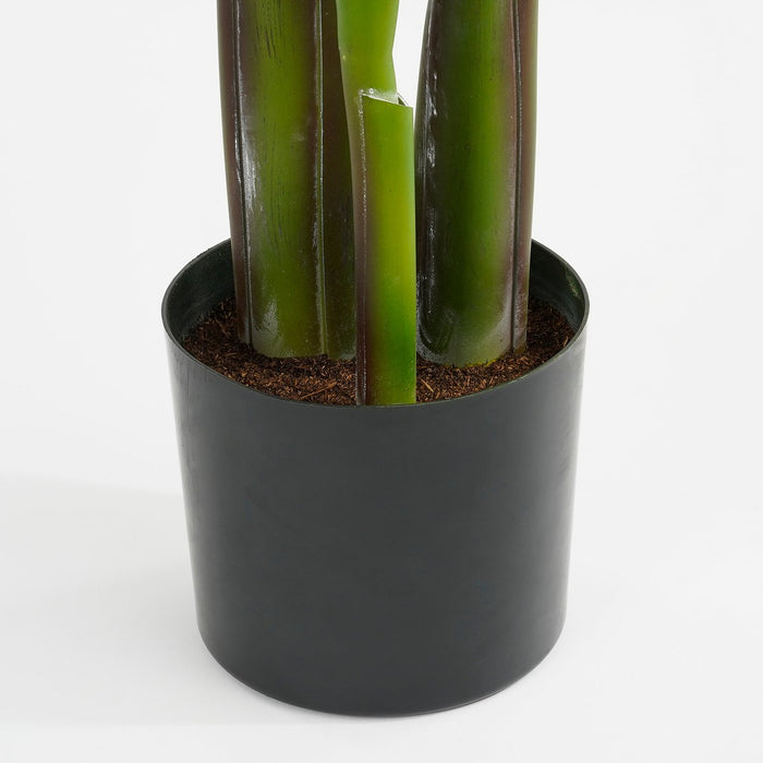Heliconia  Plant