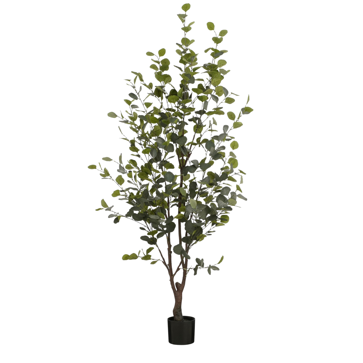 Eucalyptus Tree - Large