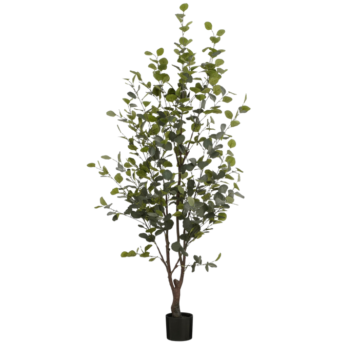 Eucalyptusboom - Groot