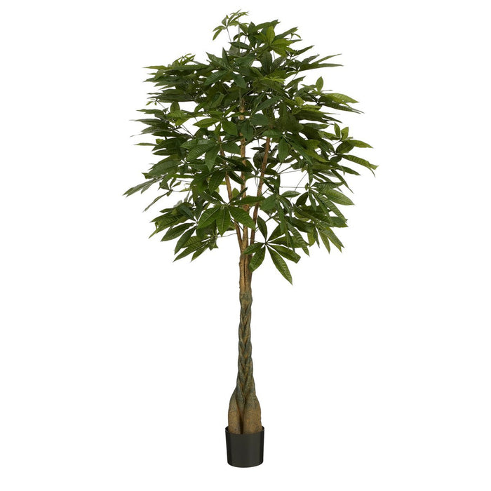 Pachira Plant - Groot